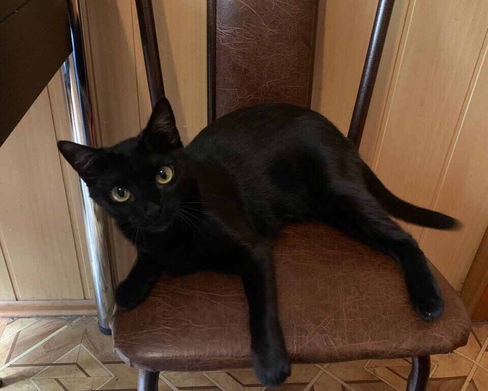 Черная кошка сидит на стуле.